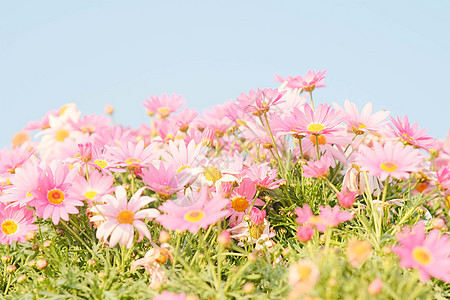 春天颜色各异的清新大气小雏菊花图片