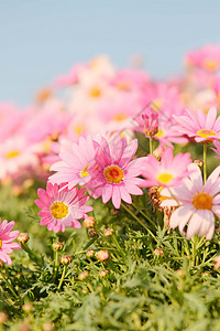 春天颜色各异的清新大气小雏菊花图片