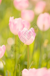浪漫唯美的糖果色春天的郁金香图片