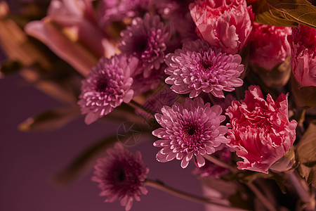 非洲菊花鲜花菊科非洲菊背景