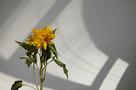 鲜花植物向日葵图片