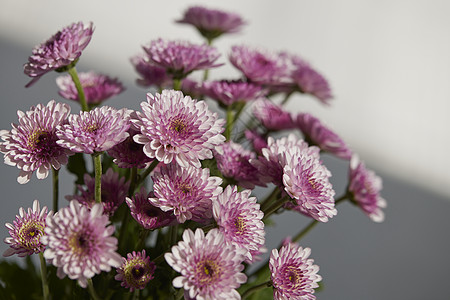 菊花花瓣唯美鲜花特写非洲菊背景