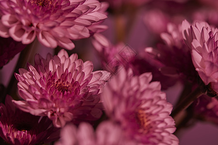 非洲菊花洋红色背景鲜花静物非洲菊背景