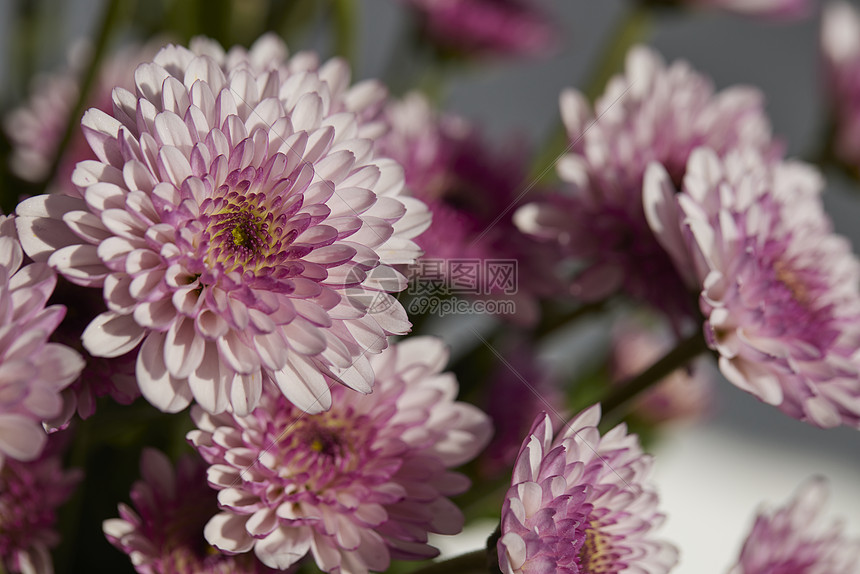 唯美鲜花特写非洲菊图片