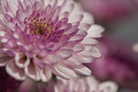 花卉特写唯美鲜花特写非洲菊背景