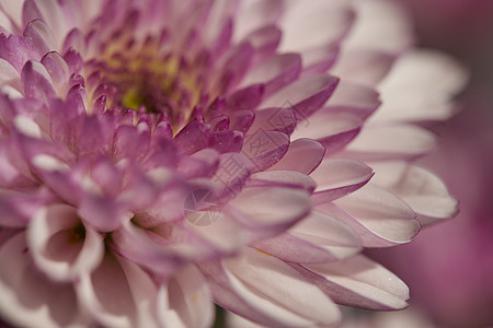 洋红色菊花特写图片