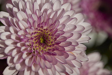 花卉特写唯美鲜花特写非洲菊背景