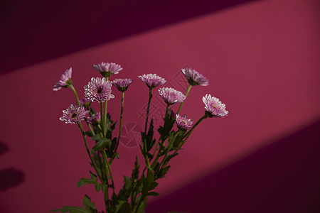 洋红色背景鲜花静物非洲菊图片