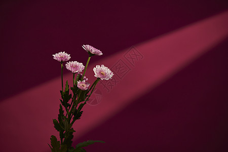 洋红色背景鲜花静物非洲菊背景图片
