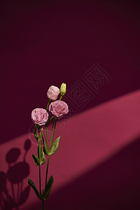 漂亮的鲜花洋桔梗背景图片
