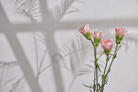 阳光下的鲜花康乃馨图片
