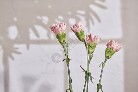 阳光下的鲜花康乃馨图片