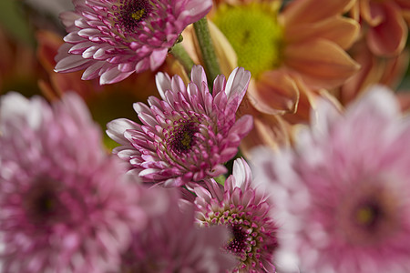 非洲菊花唯美鲜花特写非洲菊背景