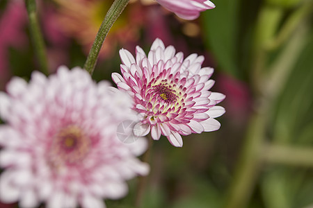 唯美鲜花特写非洲菊图片