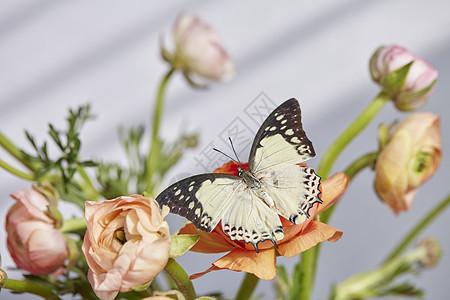 光影背景鲜花上的蝴蝶高清图片