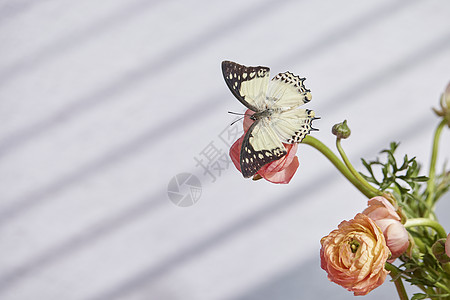 蝴蝶停留在鲜花上图片