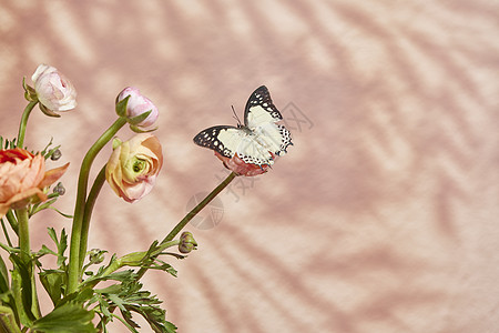 蝴蝶停留在鲜花上图片