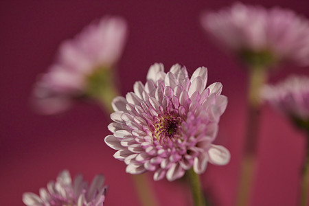 唯美鲜花特写非洲菊图片