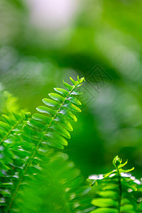 春天绿色植物叶子春天感觉背景图片