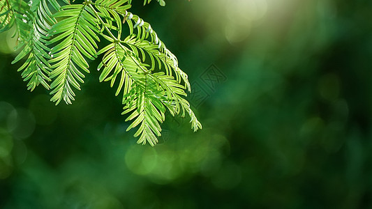 森林花草阳光透过绿色叶子特写背景