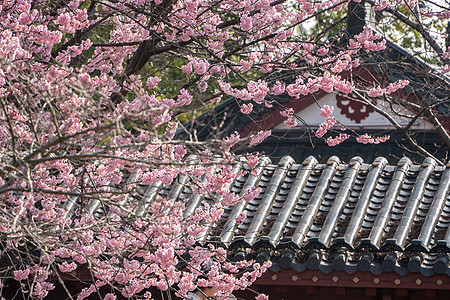 樱花盛开春天古建筑旁盛开的早樱背景