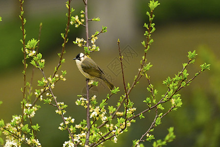 黄色风景春天站在绿树枝头的小鸟背景