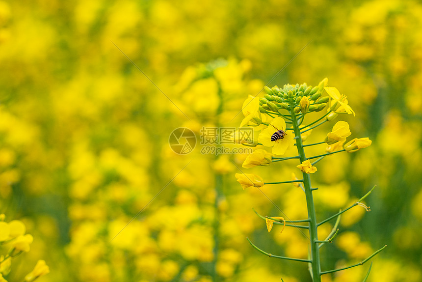 春天油菜花蜜蜂采蜜图片