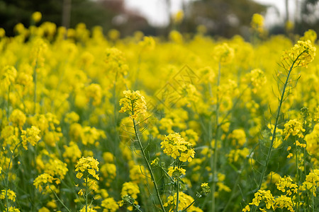 油菜花瓣春天油菜花海背景