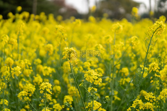 春天油菜花海图片