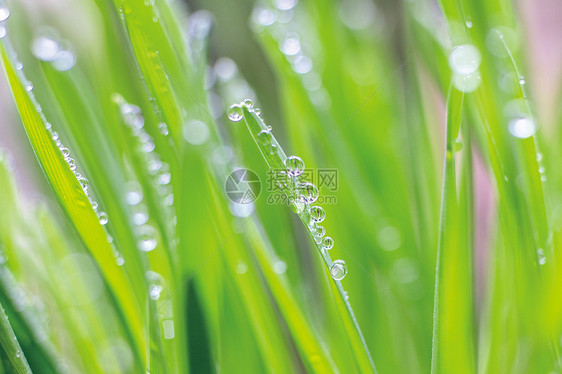 春天雨水叶子上的水珠图片
