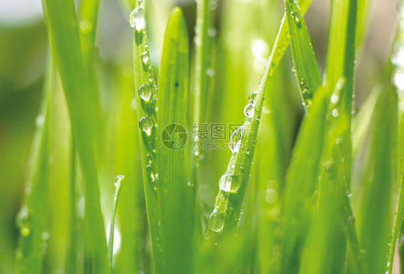 春分节气高清图库