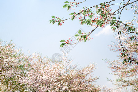 漂亮绍兴樱花蓝天下春天的樱花背景