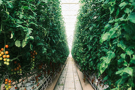 农业科技园温室大棚里长满小番茄高清图片