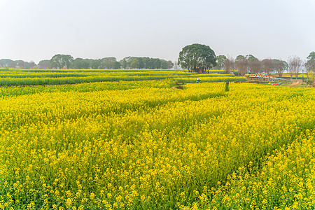 武汉东湖马鞍山森林公园油菜花花海图片