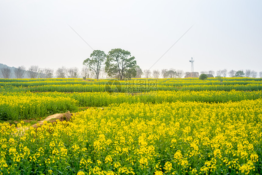 武汉东湖马鞍山森林公园油菜花花海图片