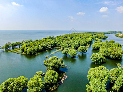 洞庭湖水上森林植物航拍高清图片