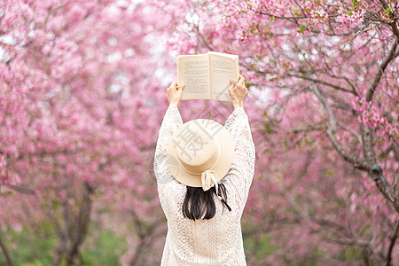 春天樱花树下看书的的女生背影图片