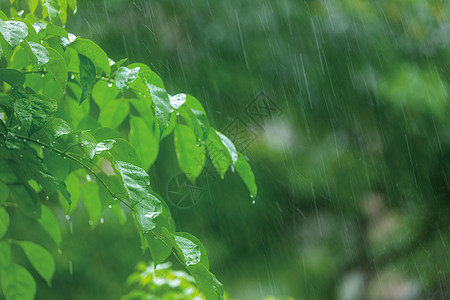 春天雨水背景