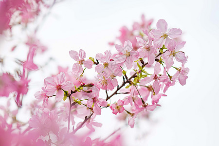 春天浪漫唯美的粉色樱花背景图片