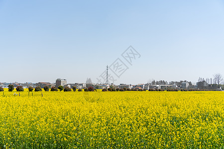 武汉第十届知音故里消泗油菜花花海图片