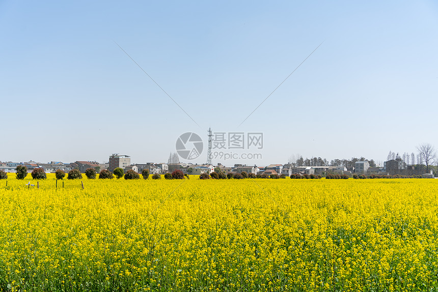 武汉第十届知音故里消泗油菜花花海图片