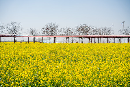 武汉第十届知音故里消泗油菜花花海图片