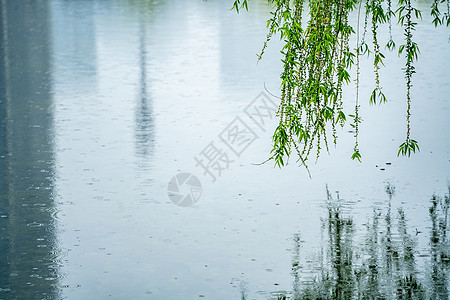 春天雨水中的柳条柳树图片