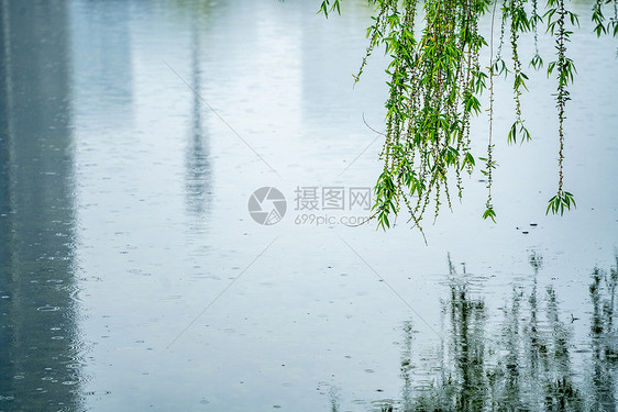 春天雨水中的柳条柳树图片