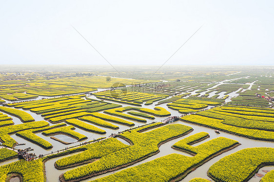 江苏兴化千垛景区水上油菜花海图片