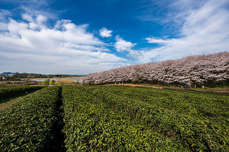 贵州平坝樱花茶园风光图片