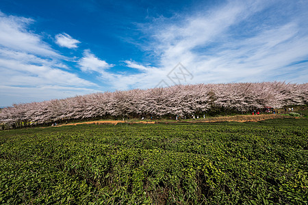 贵州平坝樱花茶园风光图片