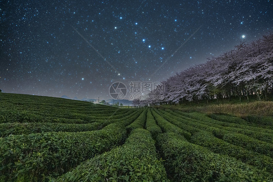 平坝樱花银河星空银河图片