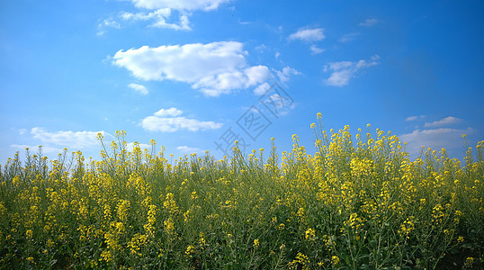 陈曦蓝天白云下的油菜花背景