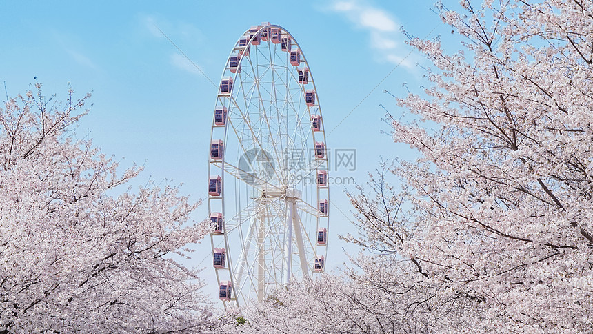 粉色樱花和摩天轮图片